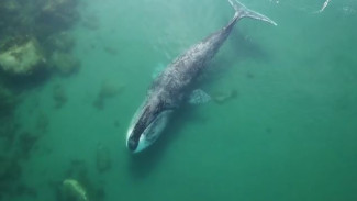 Тихоокеанские киты облюбовали Шантарские острова: ученые отправились изучать жизнь млекопитающих
