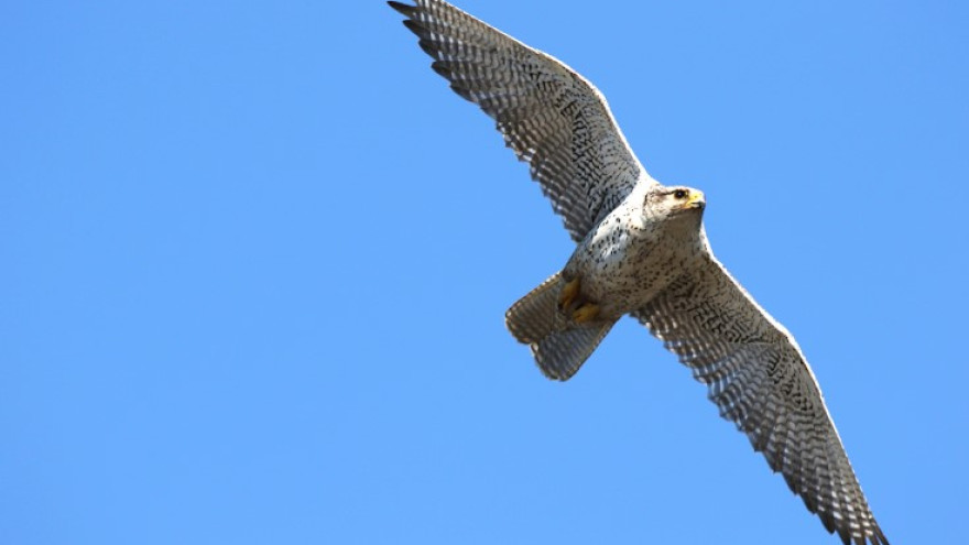 Ученые раскрыли историю формирования популяции кречета на Ямале