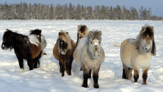 В агрофирме «Толькинская» скоро появятся жеребята от якутских кобыл