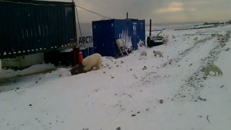 В Сабетте белый медведь не обращая внимания на столпившихся людей, устроил охоту на песцов (ВИДЕО)