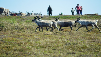 Сразу несколько семей ямальских кочевников отправились на Камчатку обучать местных оленеводов 