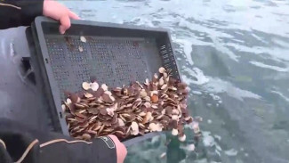 Осенняя посевная: дайверы-фермеры Владивостока выпустили в Анивский залив более 20 тысяч особей гребешка