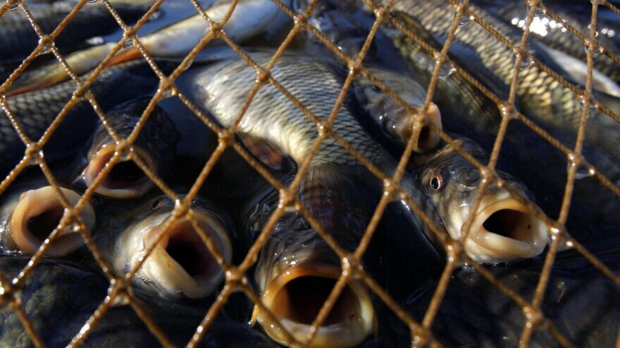 В Салехарде с браконьера взыскали больше полумиллиона рублей за незаконную рыбалку