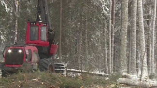 Безотходное производство с заботой об экосистеме: деревообрабатывающий комбинат Карелии бьет рекорды