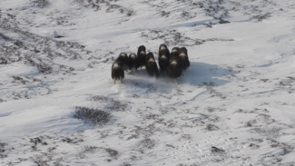 Якутские овцебыки успешно пережили первую зимовку в Магаданской области