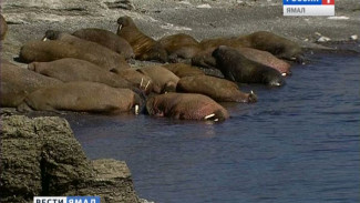 Специалисты WWF исследовали в Печерском море краснокнижного атлантического моржа