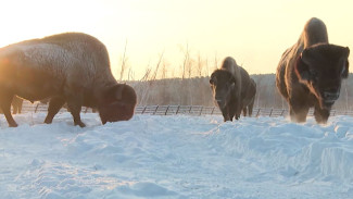 Возвращение бизона: в Якутии проходит эксперимент по восстановлению популяции краснокнижного животного