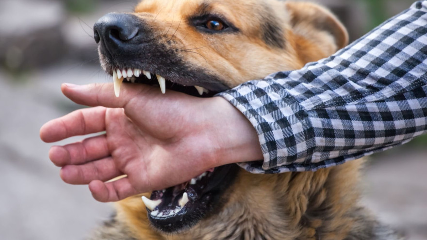 Администрация Тазовского района выплатит моральный ущерб за укус бездомной собаки
