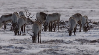 На Камчатке охотоведы решили посчитать редких белоснежных оленей