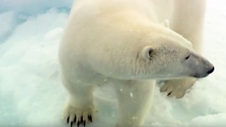 Лекцию о белых медведях прочитали для взрослых и детей в Мурманске