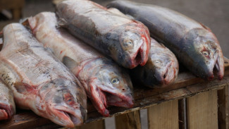В Салехарде искали нелегальных торговцев мясом и рыбой
