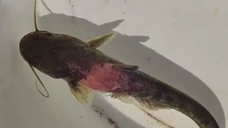 Шокирующие кадры: гниющую заживо рыбу обнаружили в реках Приморья