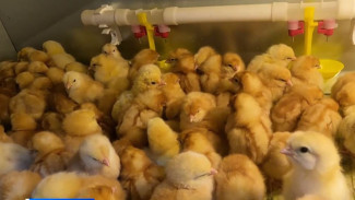Маленькие несушки: на птицеферме в Лабытнанги вылупились первые цыплята
