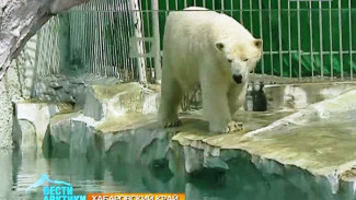 Косолапое пополнение: в зоопарк Хабаровска прибыл роскошный юный блондин весом в 320 кг