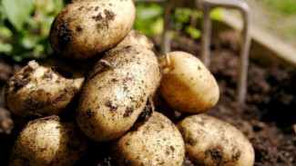 Надымским огородникам выделят земельные участки под картошку и другие овощи