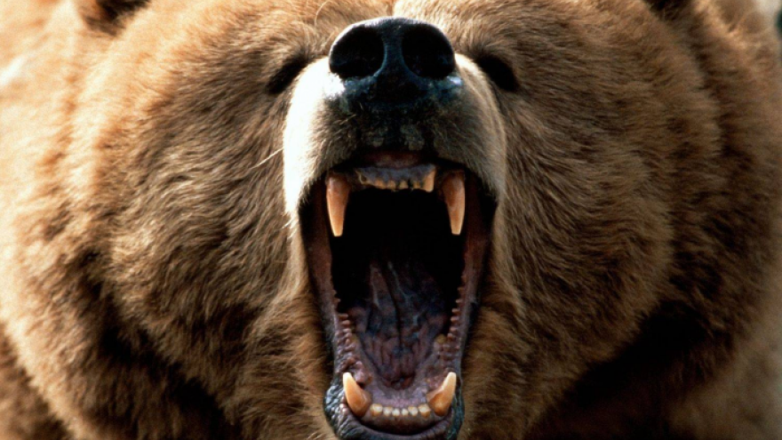 На Ямале медведь напал на 25-летнего тундровика