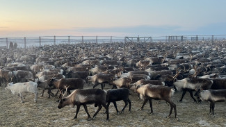 Тазовский и Самбург получат современные убойные комплексы