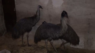 Из Васи в Василису: скандально известный страус-беглец из Коми снова шокировал публику