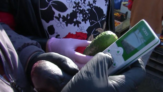 В Надыме народный контроль проверил безопасность овощей и фруктов в торговых точках