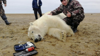 Белые медведи удивляют: получены первые данные с GPS датчиков