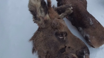 Браконьер из Приуралья ответит перед законом за нелегальную охоту на лосей