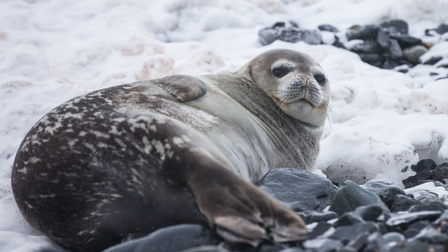 Экологи призывают перейти на СПГ для спасения животных в Арктике
