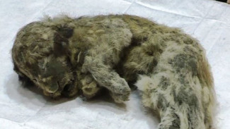 В Якутии ученые обнаружили уникальную находку - идеально сохранившегося детеныша пещерного льва