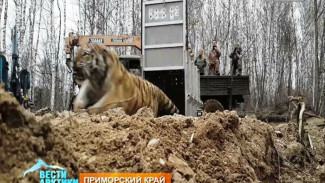 В Приморье, умирающую некогда тигрицу, уже здоровой и врослой выпустили на свободу