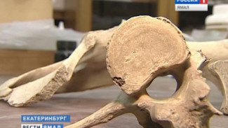 Заглянуть в прошлое ученым помогут останки древнего овцебыка