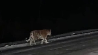 В Хабаровском крае обезвредили тигрицу-собачатницу