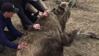 Спасатели вывезли из столицы Якутии заплутавшего дикого лося