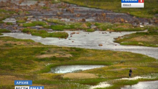 Разлив метанола на Ямале. Виновник заплатит за погубленную флору