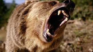 В Хабаровском крае мужчину на рыбалке загрыз медведь