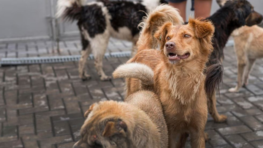Регионам могут расширить полномочия по защите населения от бездомных собак