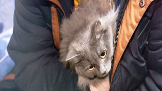 Ямальцев в холодные зимы греют кошки. Декабрь: в одном из домов Ноябрьска по-прежнему нет тепла