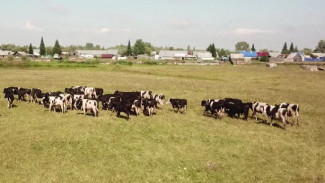 Под теплым солнышком на зеленой травке: ямальские буренки уехали на каникулы