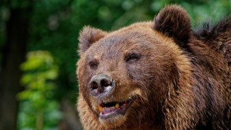 Житель Ноябрьска встретил на прогулке медведей: на место направили специалистов