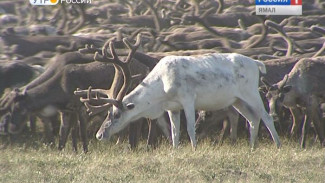 На Ямале посчитают каждого оленя, каждый совхоз и каждую общину
