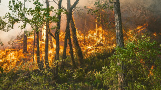 Около 300 спасателей борются с лесными пожарами на Ямале 