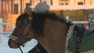 Владелец салехардской лошадиной фермы планирует открыть еще три конюшни