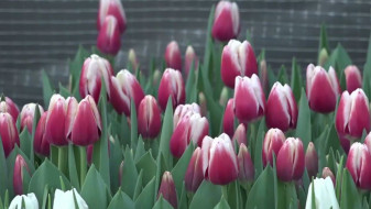 Ноябрьск готовится к 8 Марта: советы экспертов по выращиванию и сохранению свежих цветов