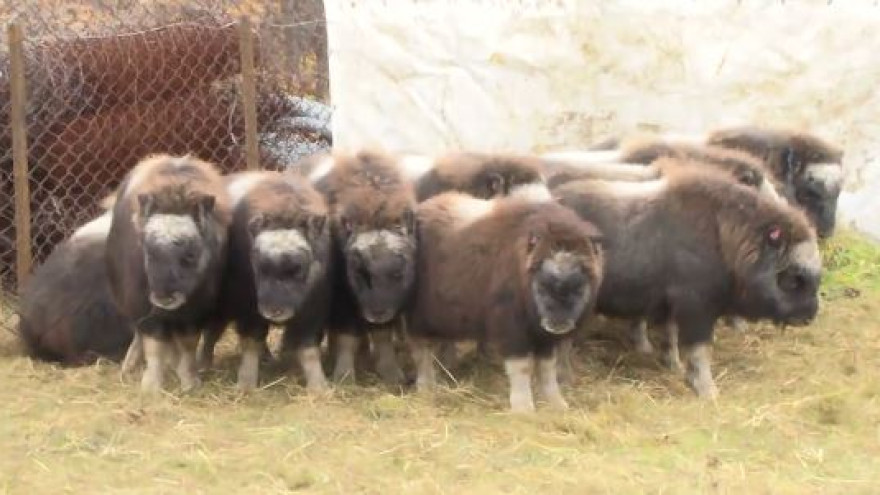 10 овцебычков готовы поменять ямальскую прописку на Таймырскую