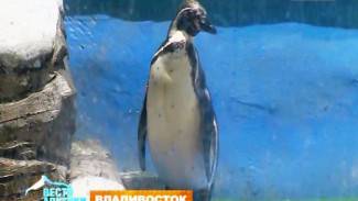 В Приморском океанариуме отпраздновали Международный день пингвинов