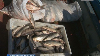 Муксун: насколько восстановились запасы ценной рыбы после запрета на её вылов?