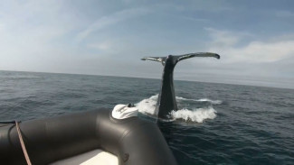ВИДЕО: Неудачная попытка кита перевнуть лодку с людьми у побережья Канады