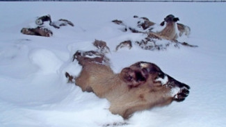 На Ямале олени продолжают гибнуть от голода