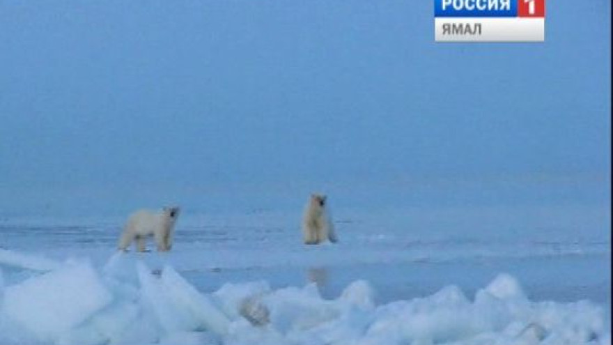 «Хозяин Арктики» погиб от рук браконьеров