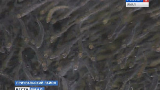 Мальки муксуна снова обживают северные реки. На Ямале восстанавливают популяцию сиговых!