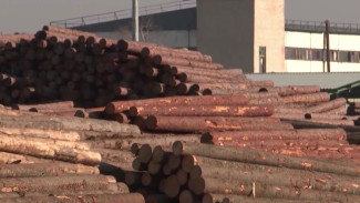 Зеленое топливо в тренде. Переработка древесины в стране выходит на новый уровень