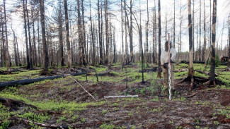 Городище Неросавэй стало объектом культурного наследия